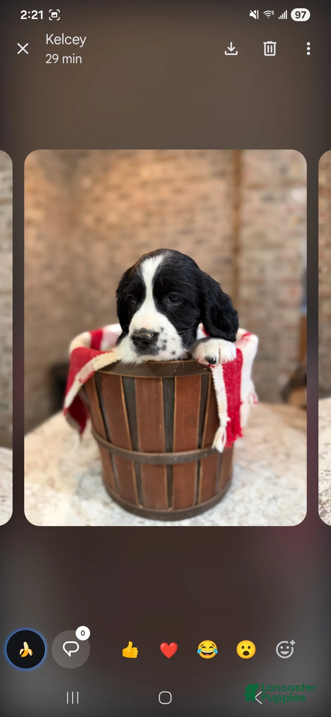 English Springer Spaniel dogs for sale: English Springer Spaniel Puppy 8 - Ad 1