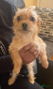 Chorkie dogs for sale: Buck - Ad 2