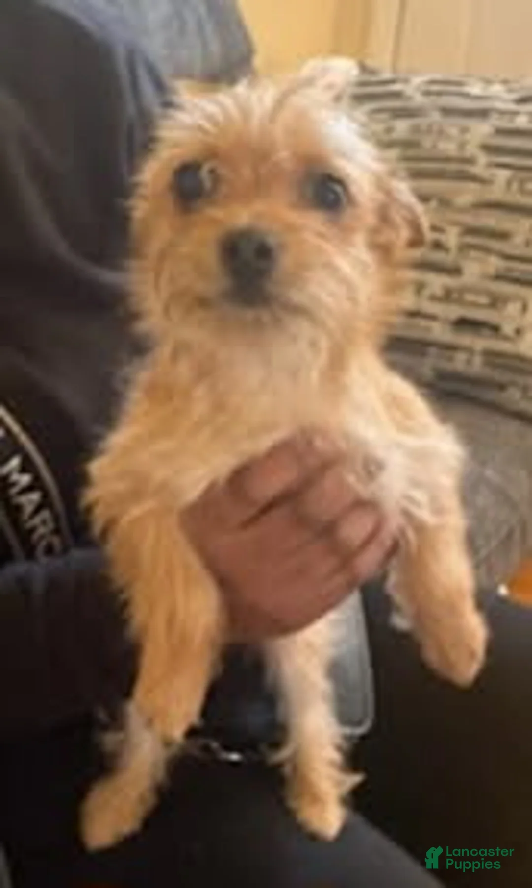 Chorkie dogs for sale: Buck - Ad 1