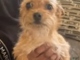 Chorkie dogs for sale: Buck - Ad 2