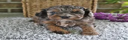 Cavachon dogs for sale: Hazlenut - Ad 4