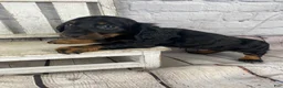 Miniature Dachshund dogs for sale: Apollo - Ad 7