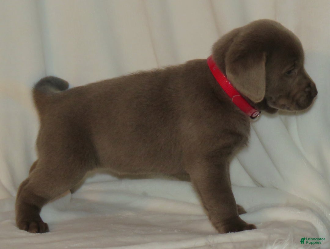 Labrador Retriever dogs for sale: Macie - Ad 3