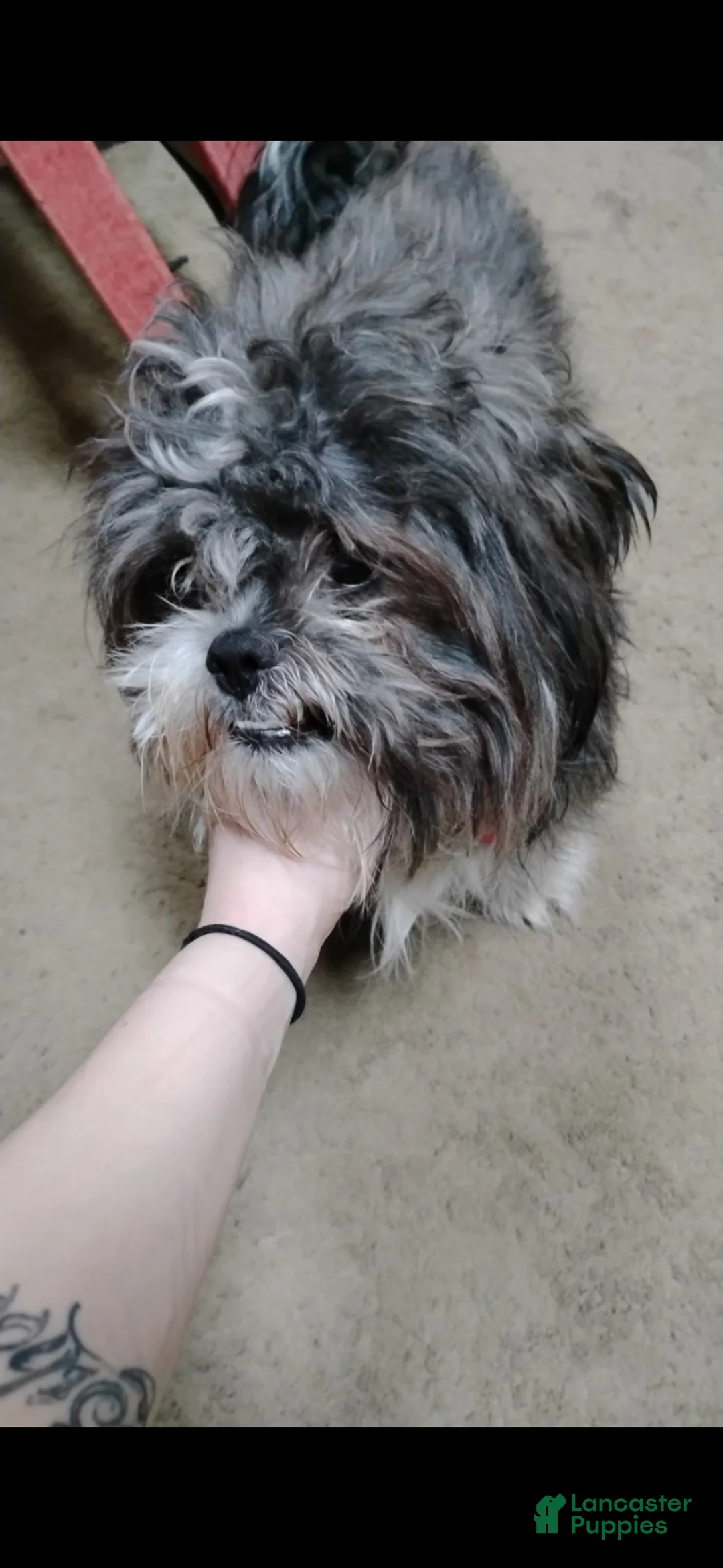 Mixed Breed dogs for sale: Daisy - Ad 6