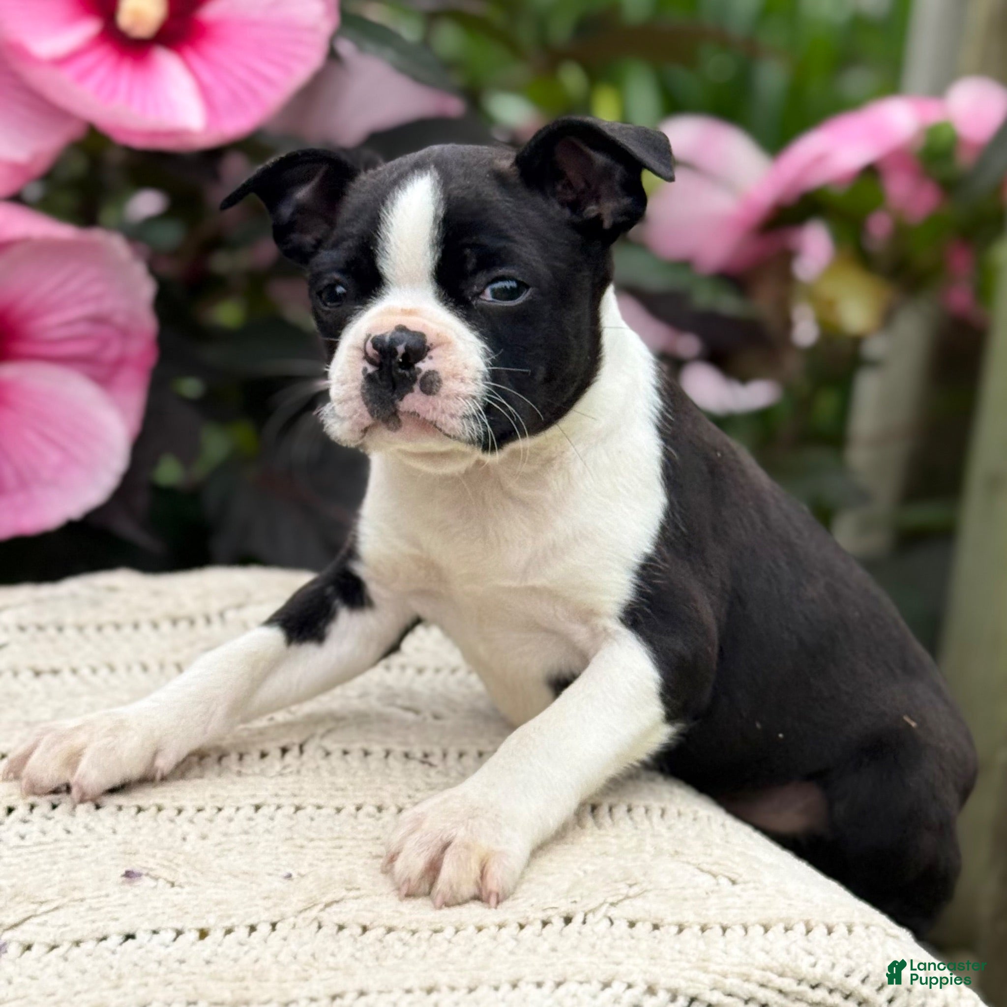 Boston Terrier dogs Sydney - Ad 2