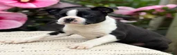 Boston Terrier dogs for sale: Sydney - Ad 2