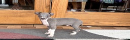 Italian Greyhound dogs for sale: Henry - Ad 8