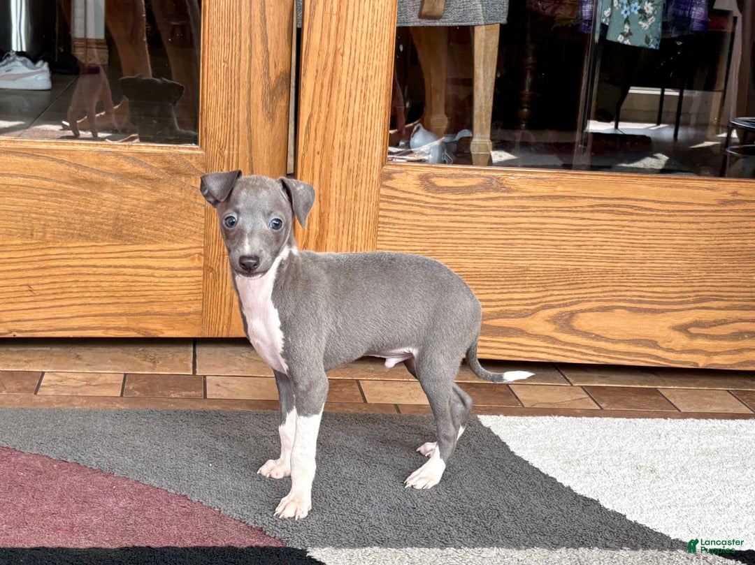 Italian Greyhound dogs for sale: Henry - Ad 8