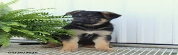 German Shepherd dogs for sale: Tucker - Ad 3