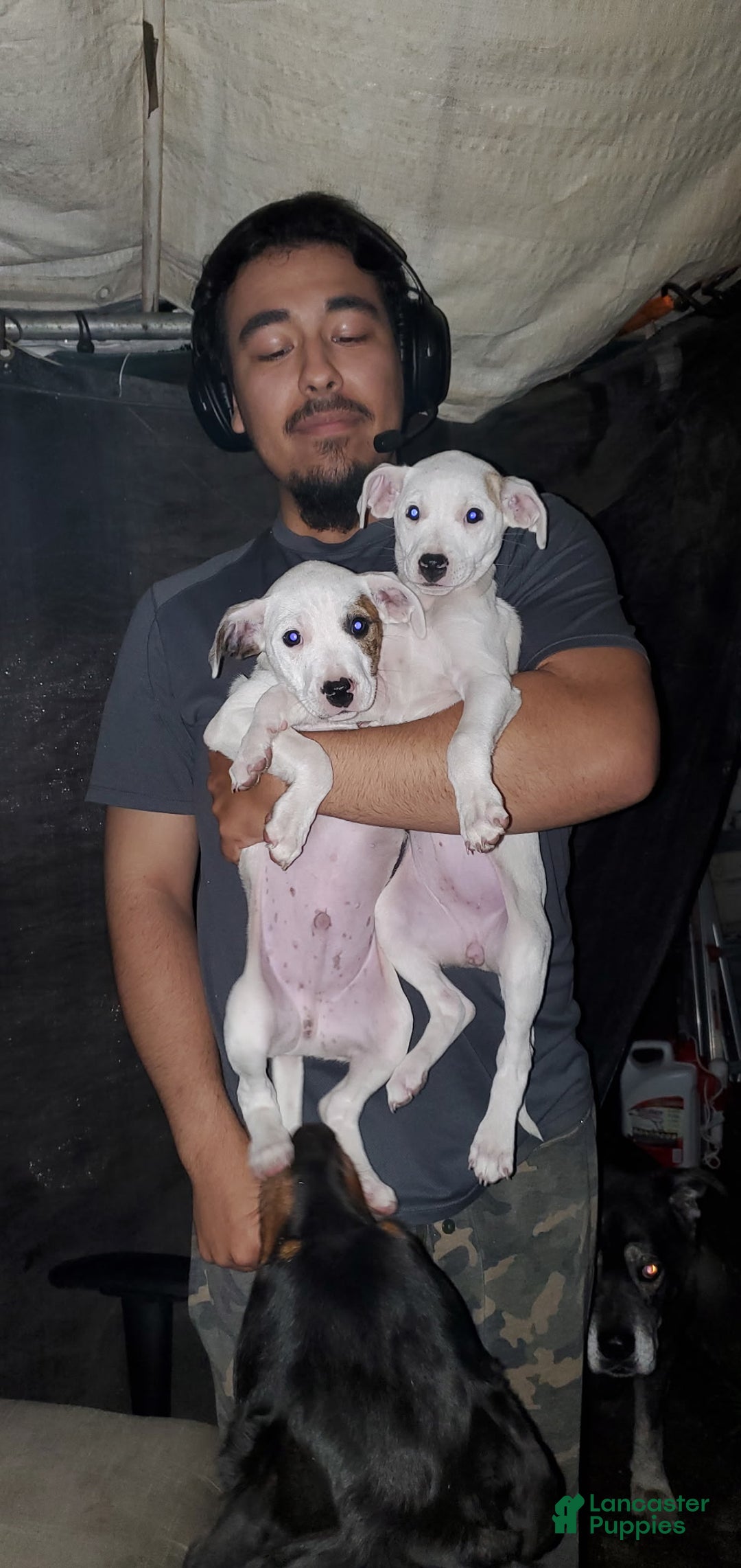 Mixed Breed dogs for sale: Mixed Breed Puppy 2 - Ad 1