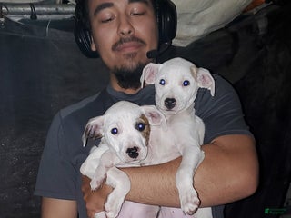 Mixed Breed dogs Mixed Breed Puppy 2 - Ad 1