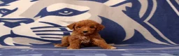 Mini Goldendoodle dogs for sale: Urbana - Ad 4