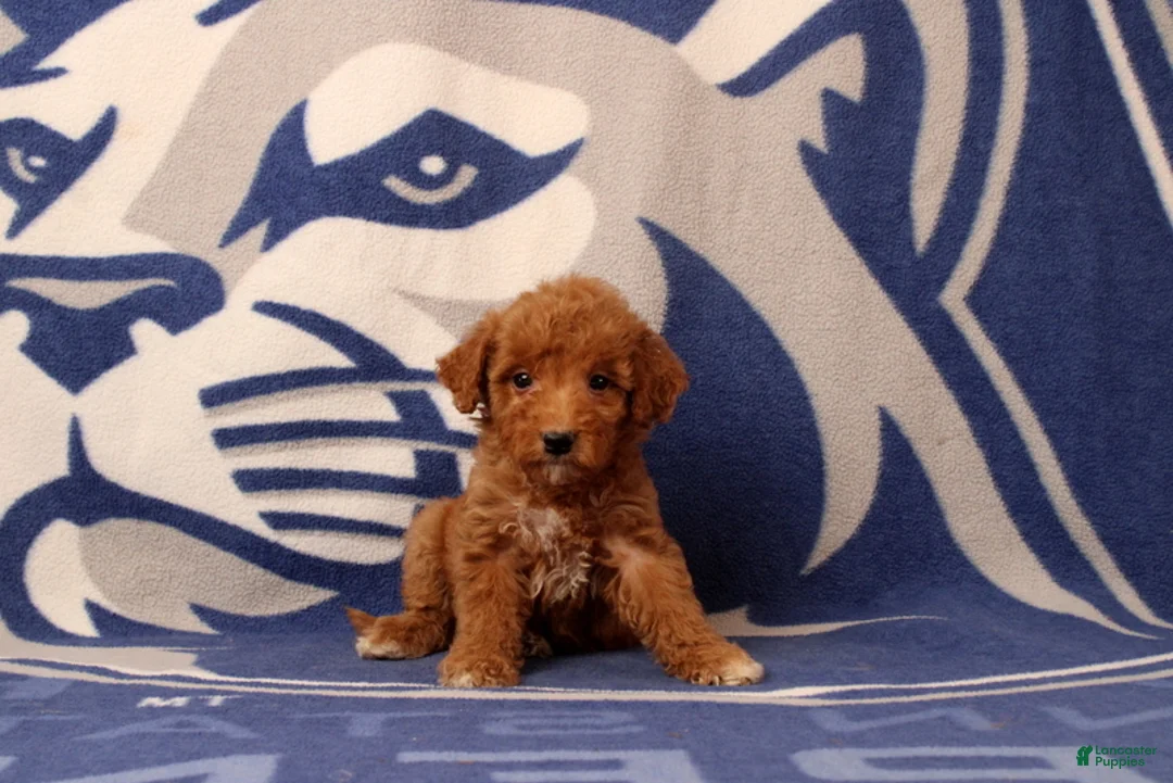 Mini Goldendoodle dogs for sale: Urbana - Ad 4