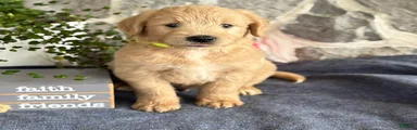 Nigel