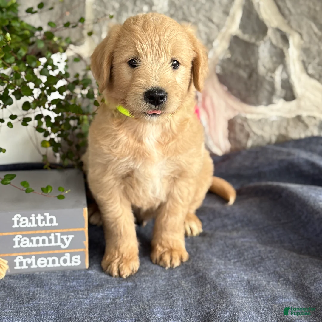 Goldendoodle dogs for sale: Nigel - Ad 1