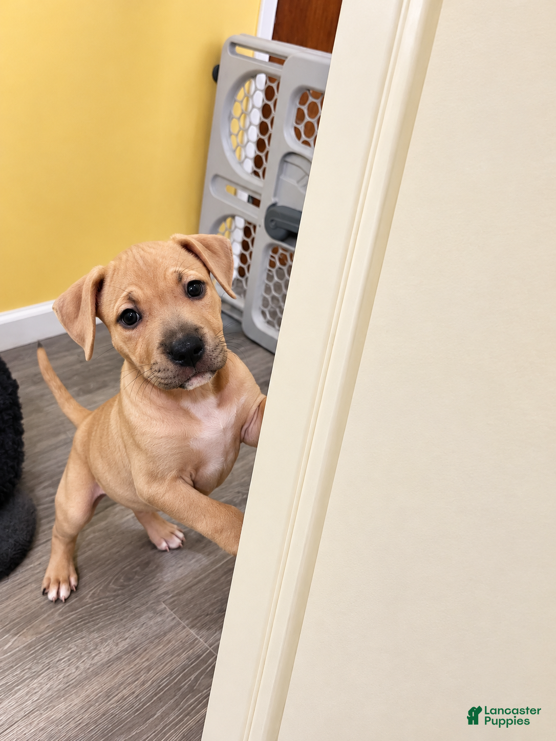 American Bully dogs for sale: Amethyst  - Ad 3