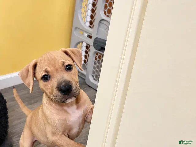 American Bully dogs for sale: Amethyst - Ad 3