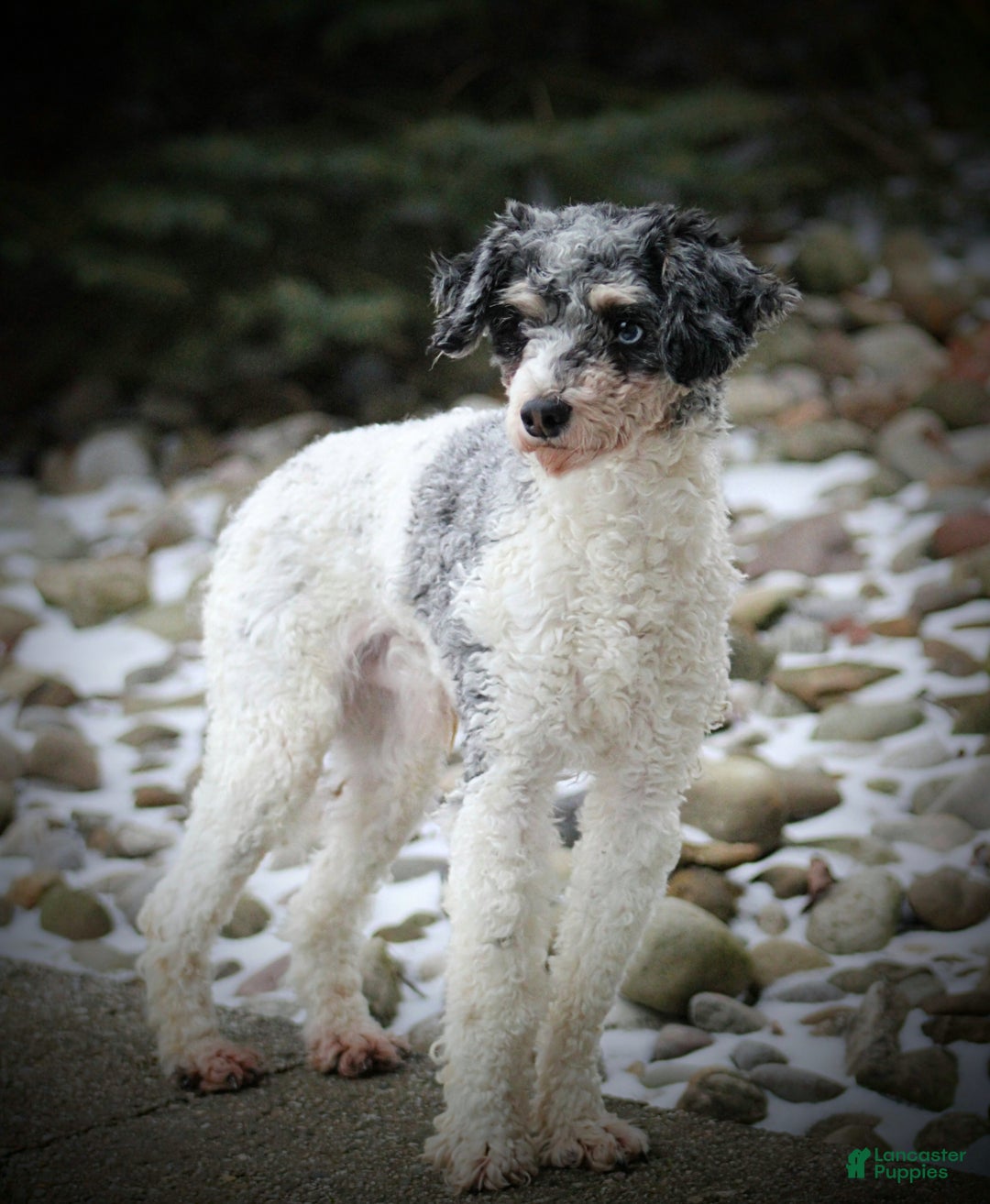 Cavapoo dogs for sale: Tessa - Ad 5