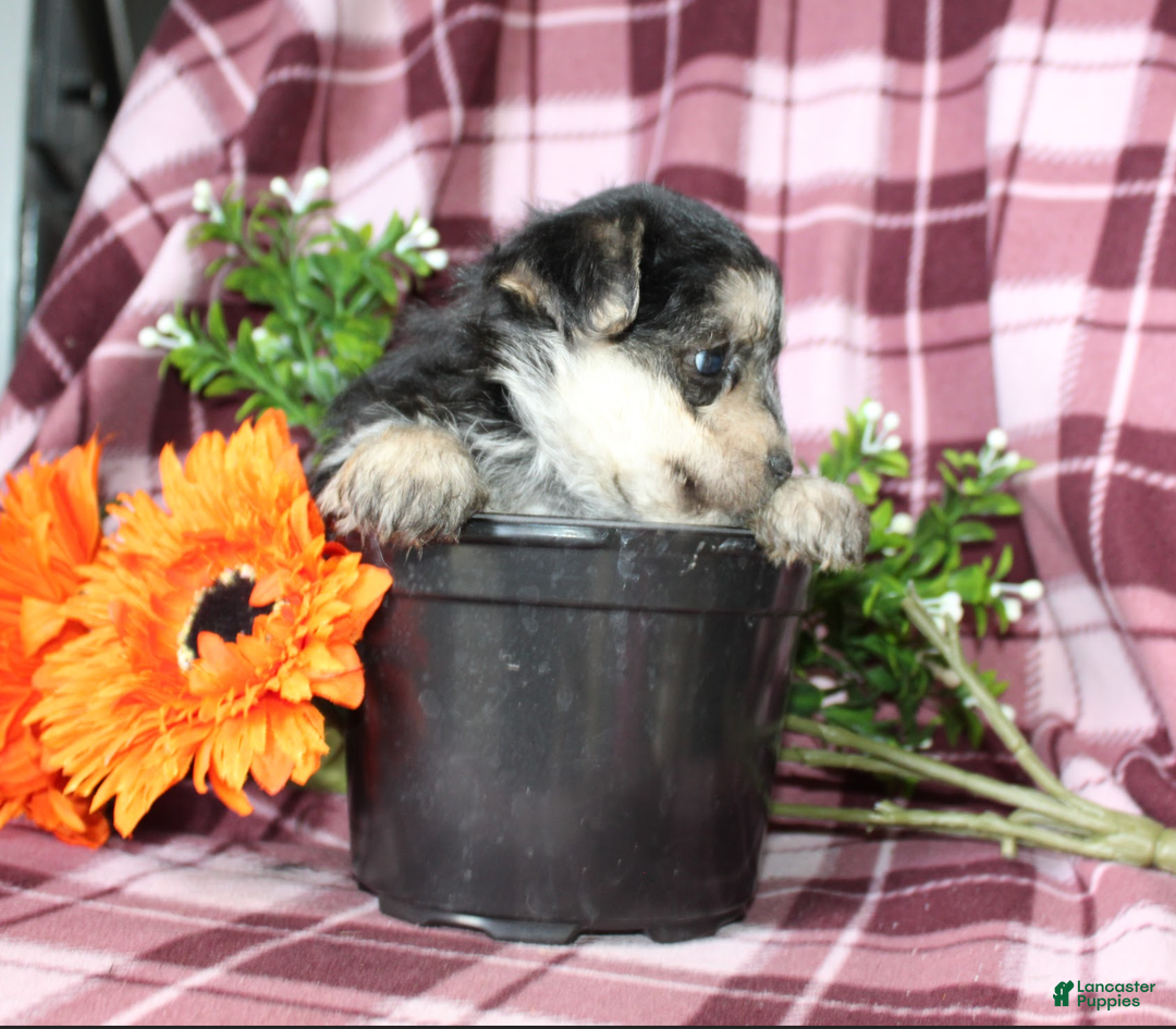 Morkie dogs for sale: Susie - Ad 2