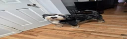 Bernedoodle dogs for sale: Bernedoodle Puppy 1 - Ad 2
