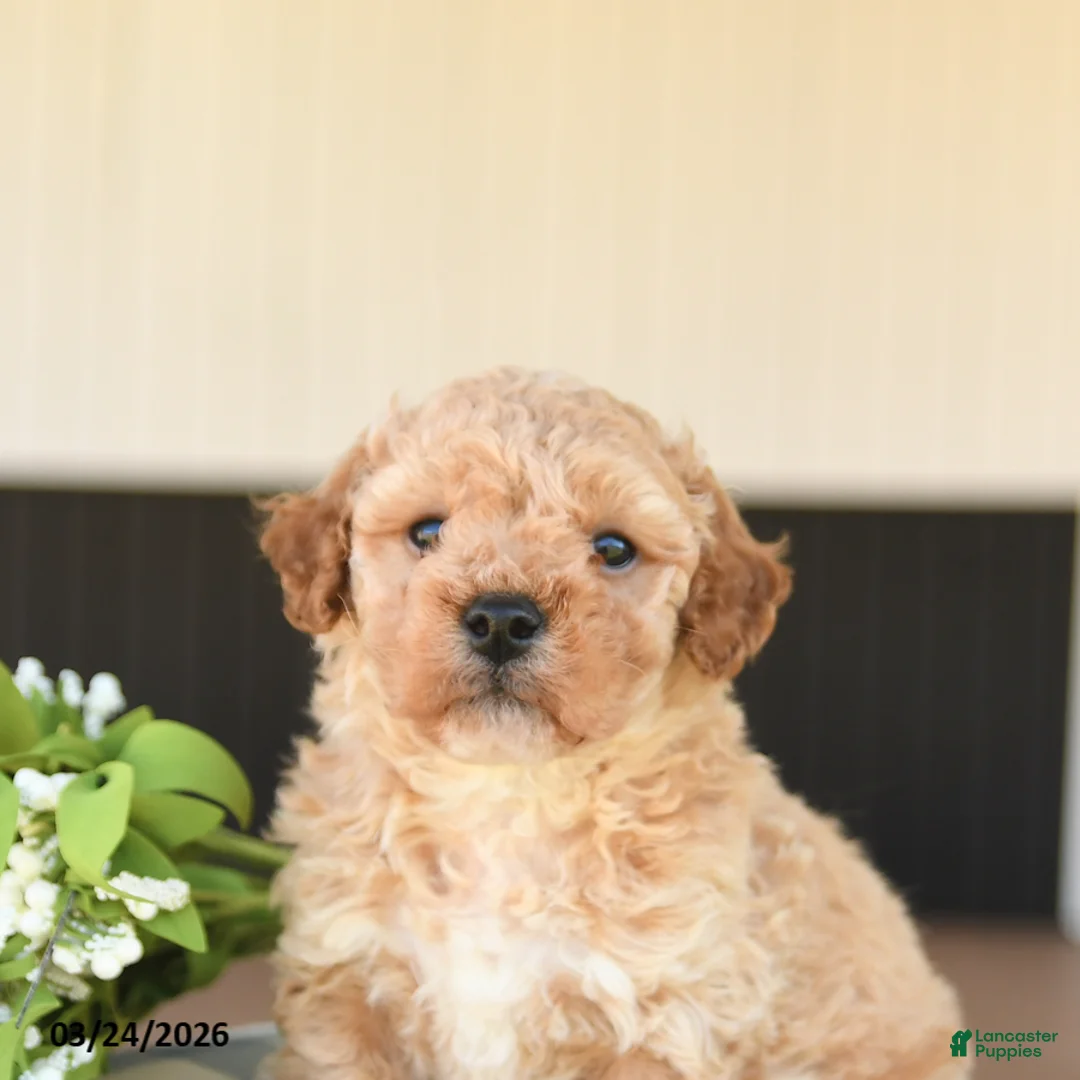 Mini Goldendoodle dogs for sale: Lucky - Ad 5