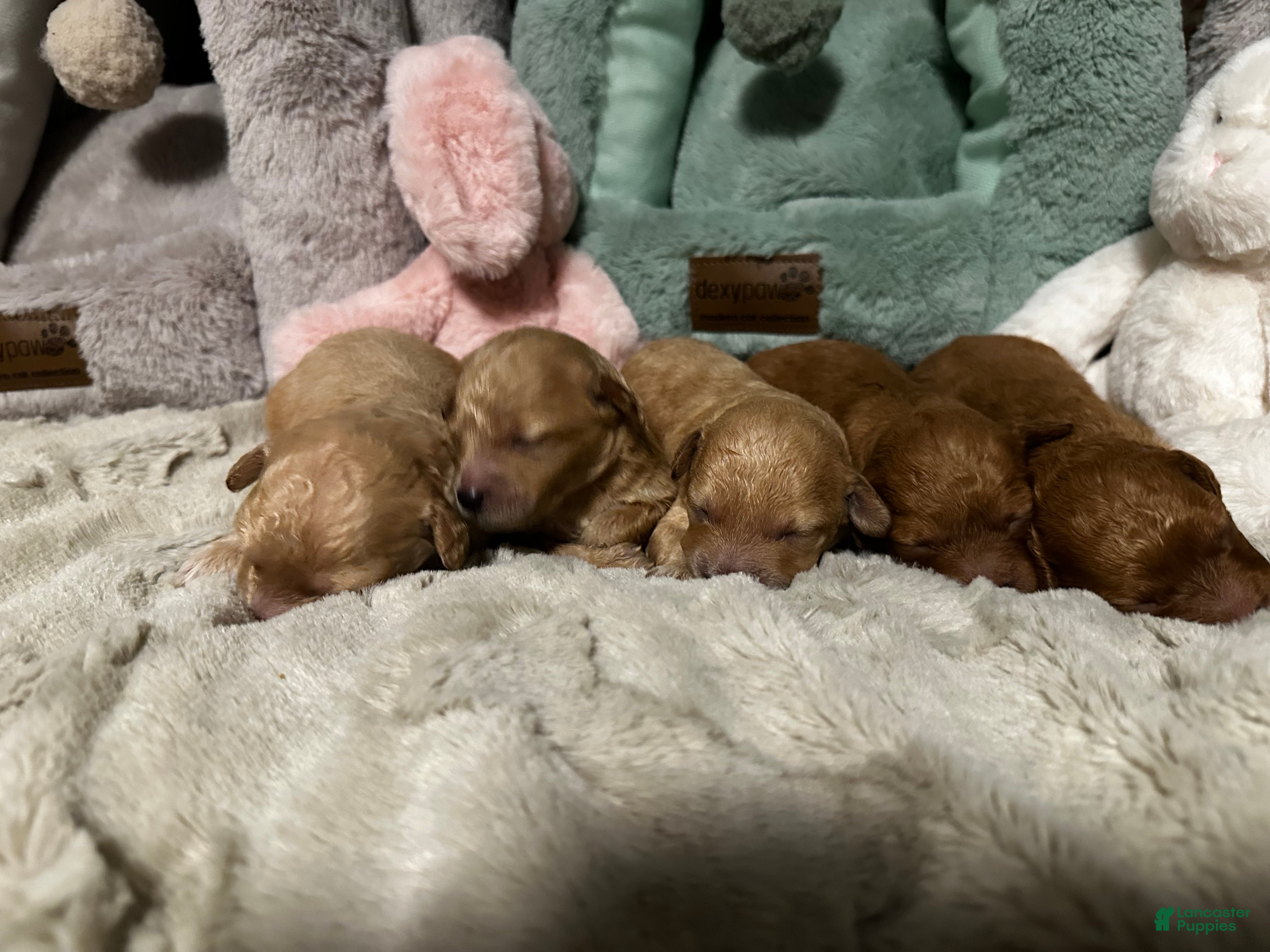 Mixed Breed dogs for sale: sharpa  - Ad 4