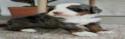 Bernedoodle dogs for sale: Spartan - Ad 11