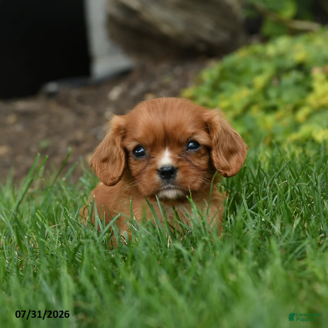 Cavalier King Charles Spaniel dogs for sale: Chevy - Ad 2