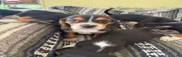 Beagle dogs for sale: Daisy - Ad 1