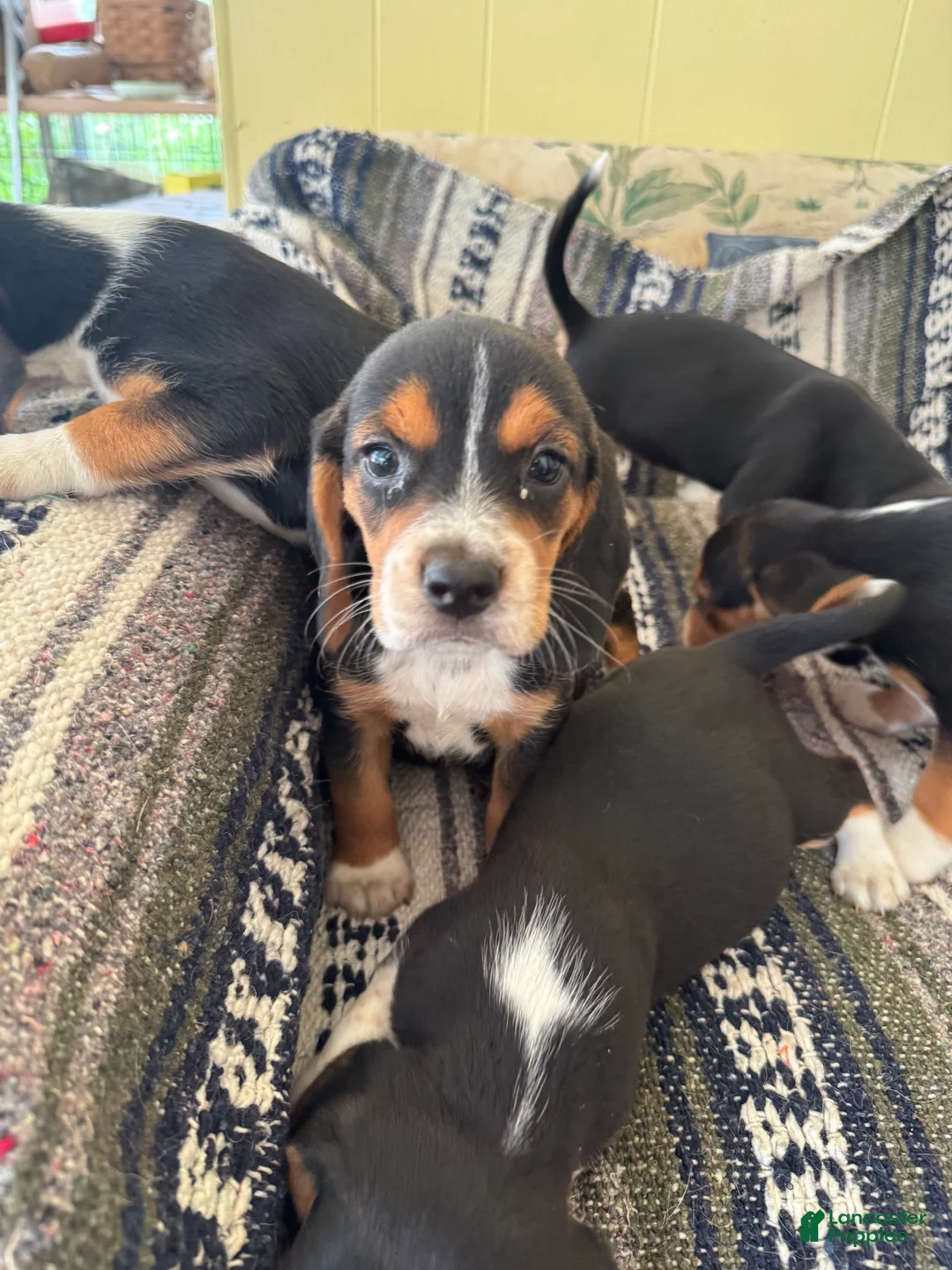 Beagle dogs for sale: Daisy - Ad 1