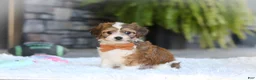 Cavachon dogs for sale: Braxton - Ad 8