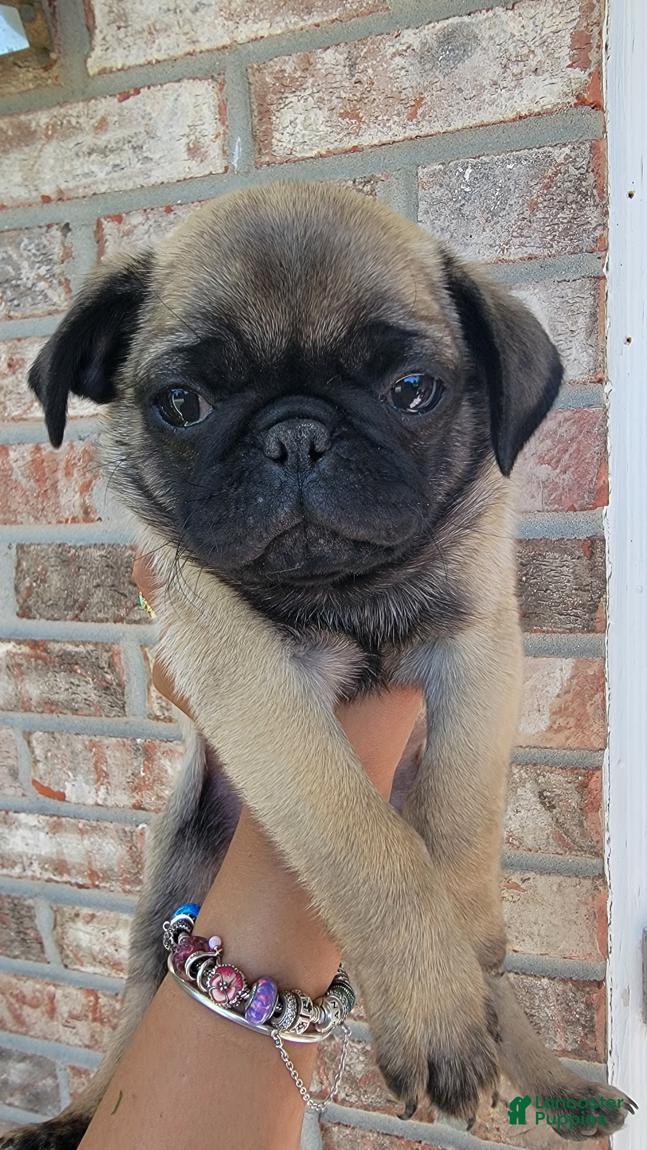 Pug dogs Orange boy  - Ad 11