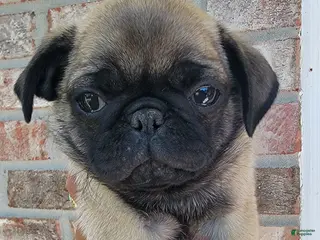 Pug dogs Orange boy - Ad 17