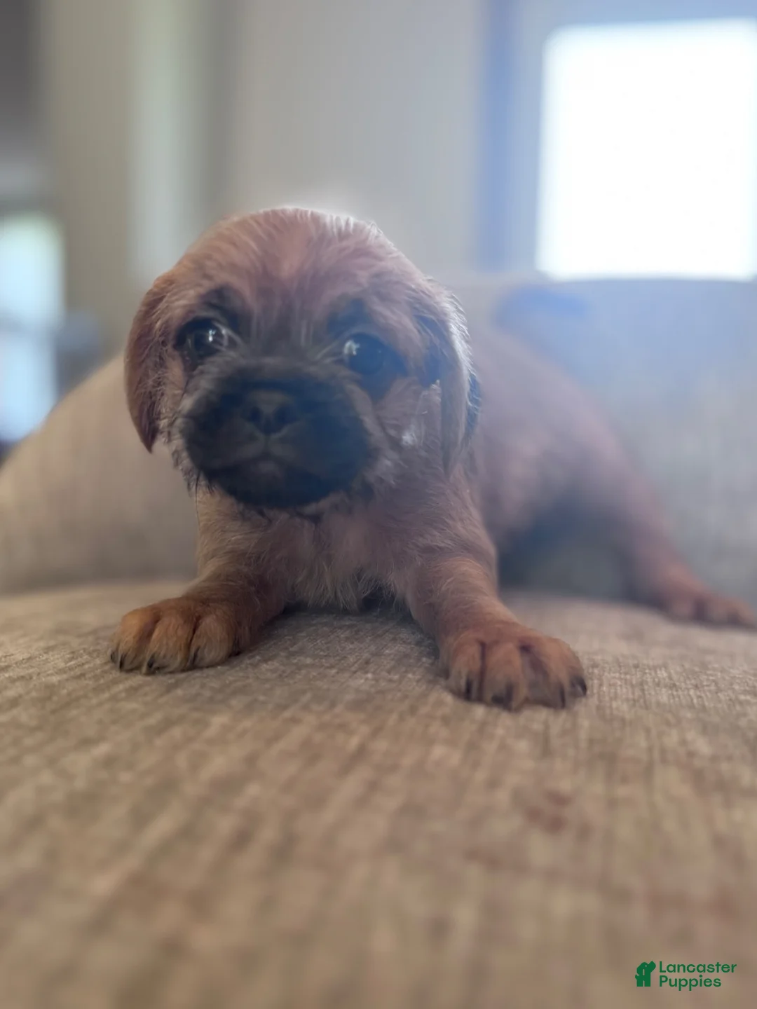 Pugapoo dogs for sale: Pugapoo 1 - Ad 1