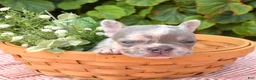 French Bulldog dogs for sale: Aspen - Ad 1