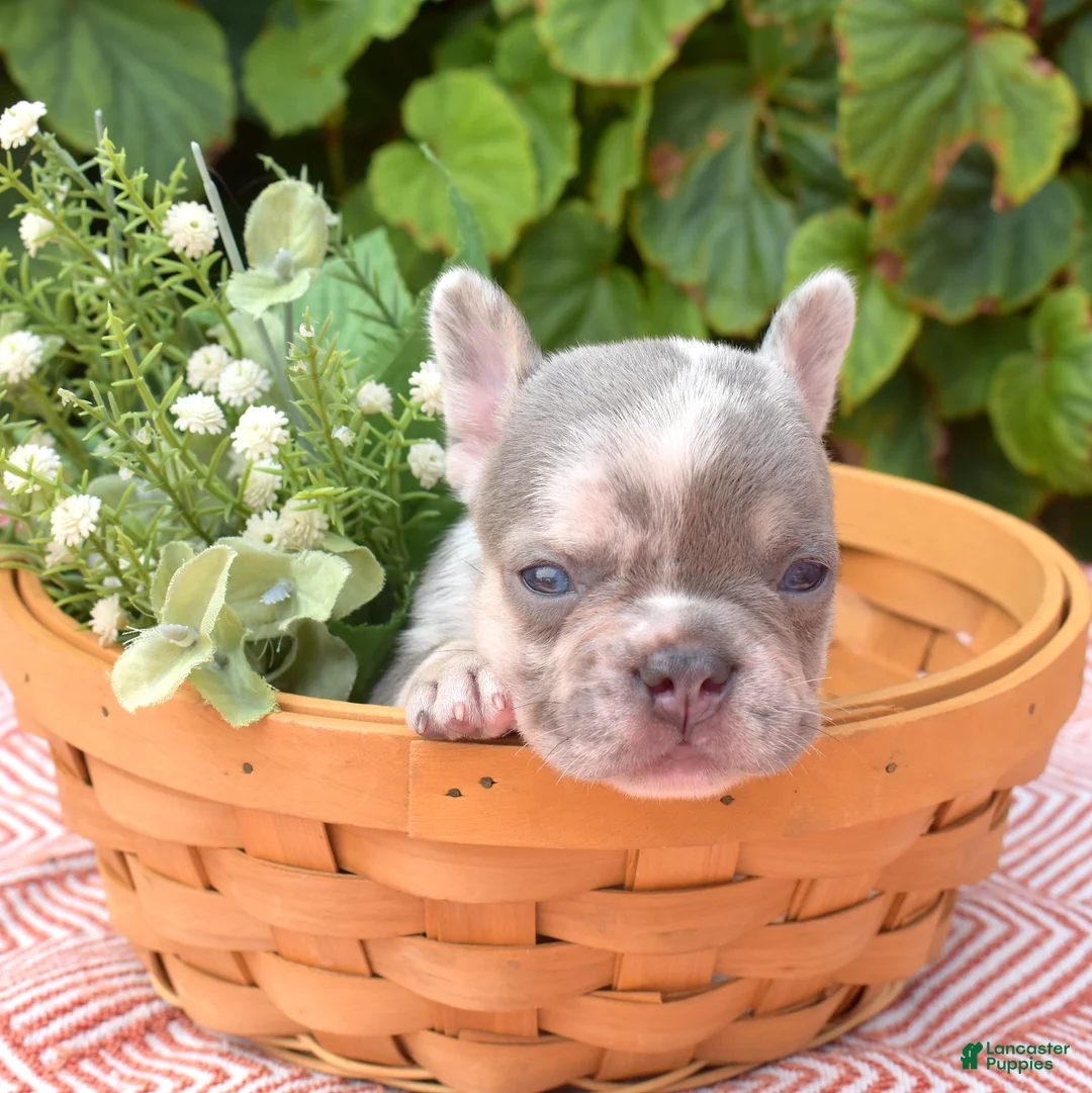 French Bulldog dogs for sale: Aspen - Ad 1
