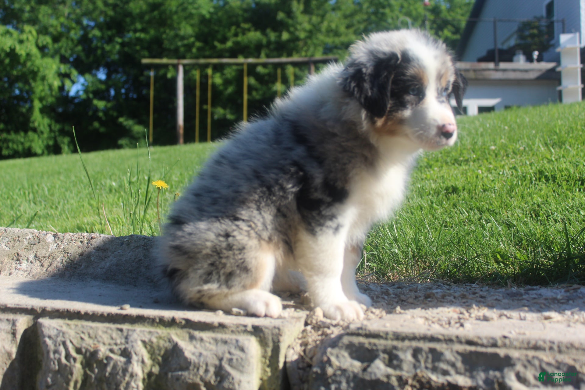 Australian Shepherd dogs Australian Shepherd Puppy 4 - Ad 1