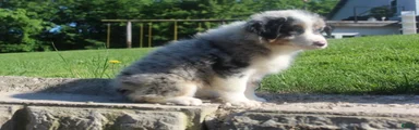 Australian Shepherd Puppy 4