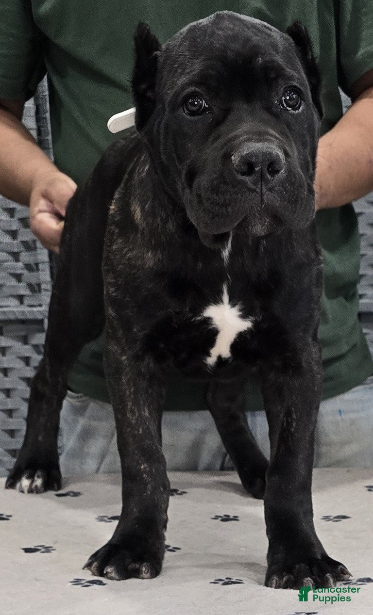 Cane Corso dogs White Girl - Ad 2