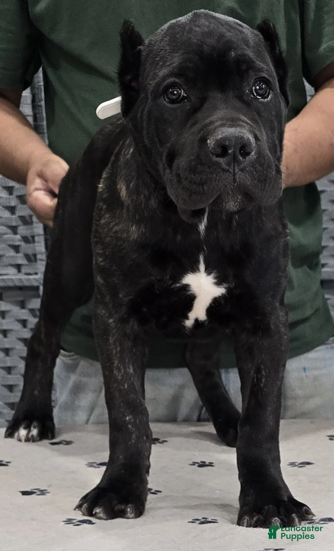 Cane Corso dogs for sale: White Girl - Ad 2