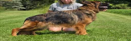 German Shepherd dogs for sale: German Shepherd 2 - Ad 3