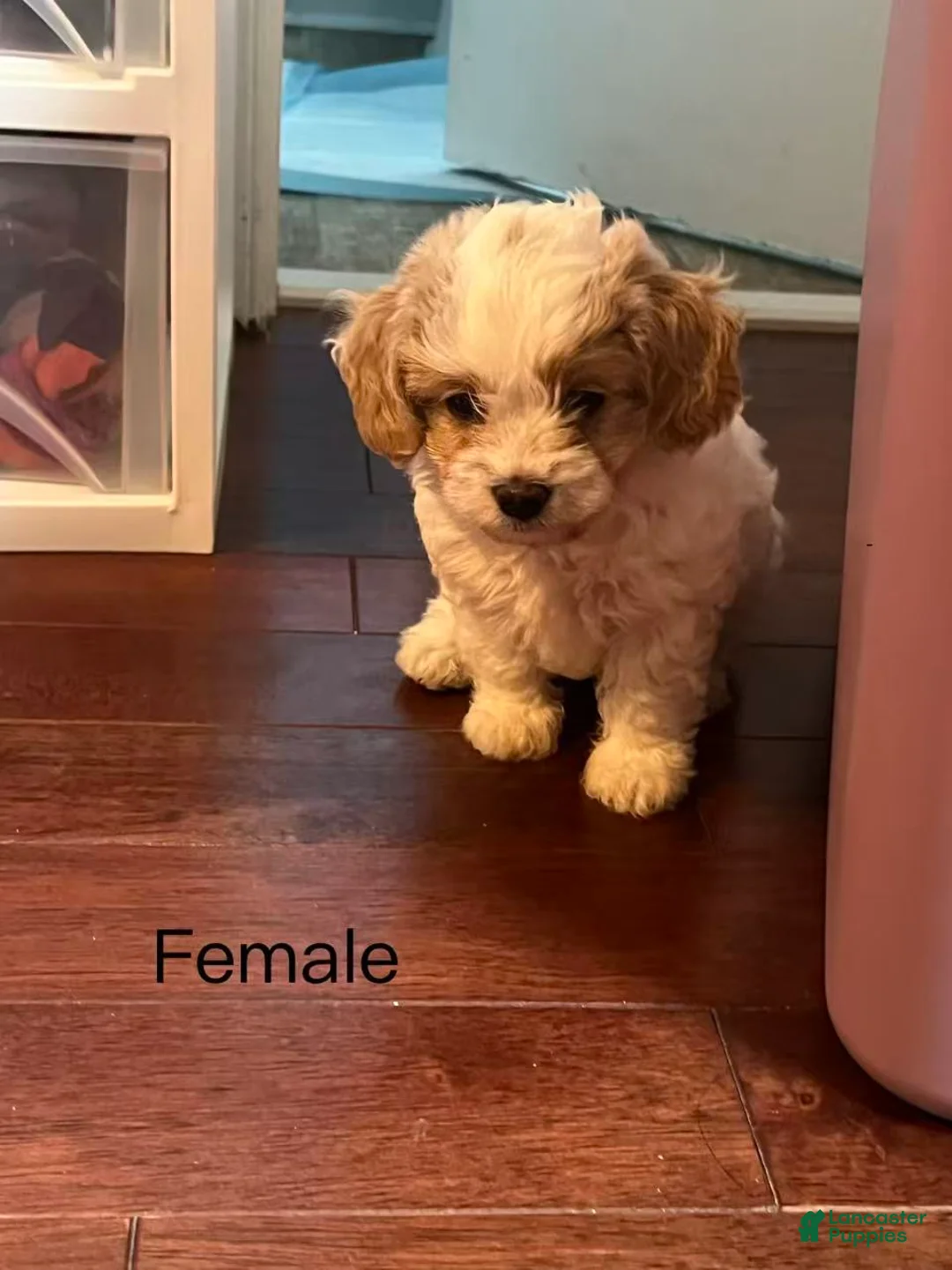 Cavapoo dogs for sale: Cavapoo Puppy 2 - Ad 2