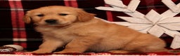 Golden Retriever dogs for sale: Donner - Ad 3
