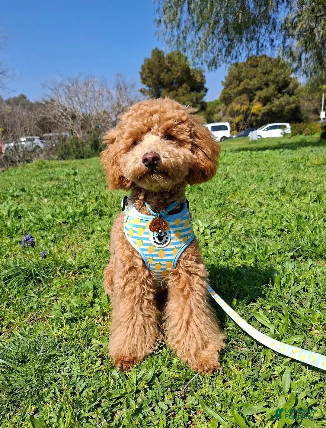 Toy Poodle dogs for sale: Toy Poodle 1 - Ad 1