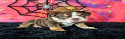 English Bulldog dogs for sale: Apolo - Ad 1