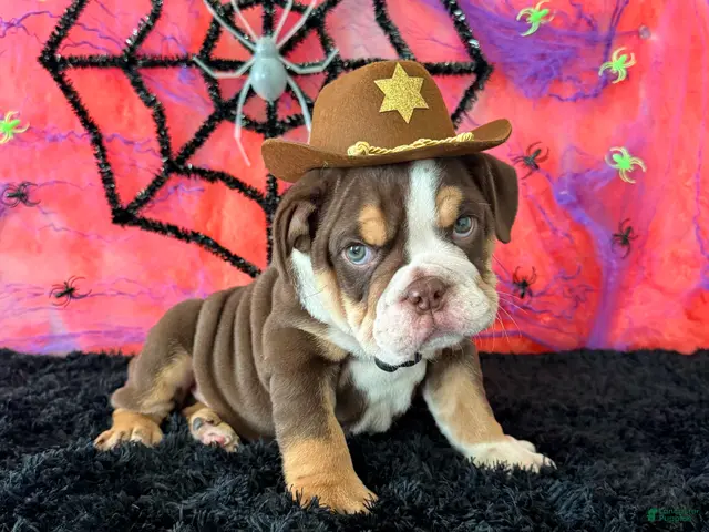 English Bulldog dogs for sale: Apolo - Ad 1