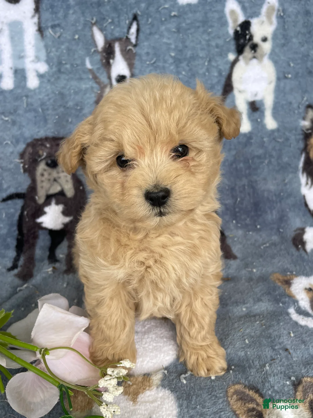 Toy Poodle dogs for sale: Romeo - Ad 4