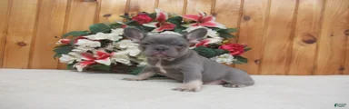 AKC Sammy