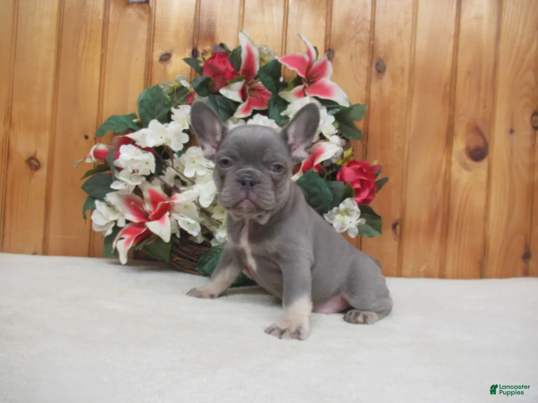 French Bulldog dogs for sale: AKC Sammy - Ad 1