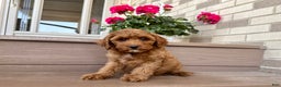 Cockapoo dogs for sale: Samantha - Ad 8